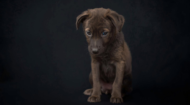 Ne ajándékozzunk élő állatot karácsonyra – figyelmeztet az Orpheus Állatvédő Egyesület