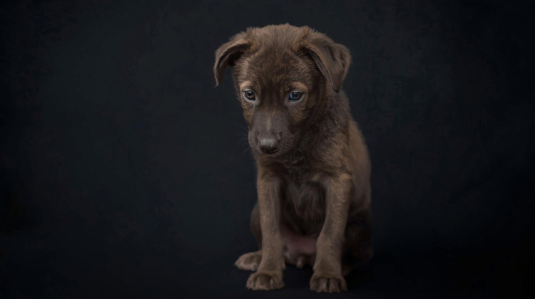 Ne ajándékozzunk élő állatot karácsonyra – figyelmeztet az Orpheus Állatvédő Egyesület