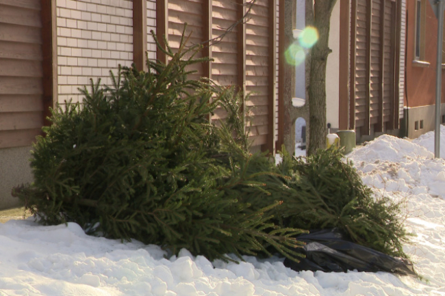 Zöldhulladék-szállítás – Összegyűjti az utcákra kihelyezett fenyőfákat az ÉAK