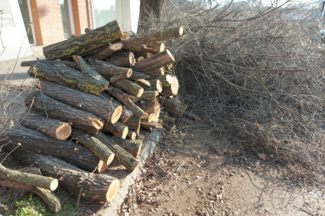 Faápolási munkák miatt korlátozások lesznek a Sólyom közben
