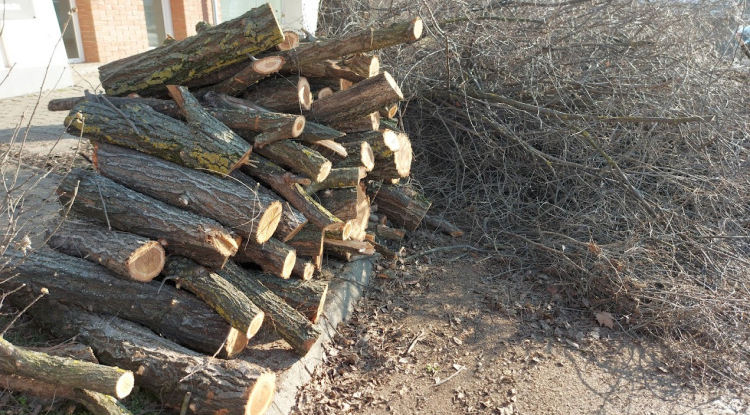 Faápolási munkák miatt korlátozások lesznek a Sólyom közben