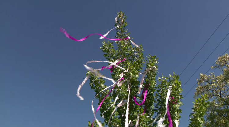 Szedd magad a májusfát! – Idén is sok legényt vár a Nyíregyházi Erdészet