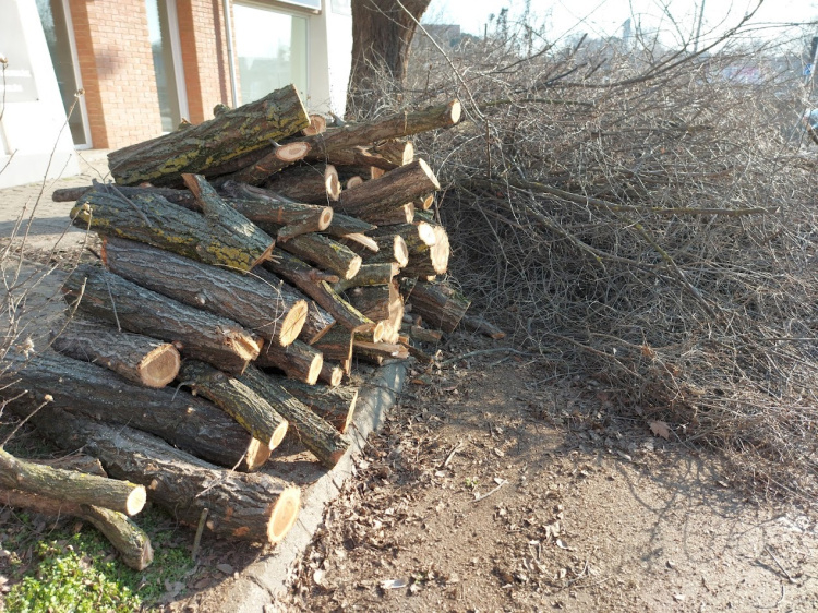 Faápolási munkák miatt korlátozások lesznek a Sólyom közben