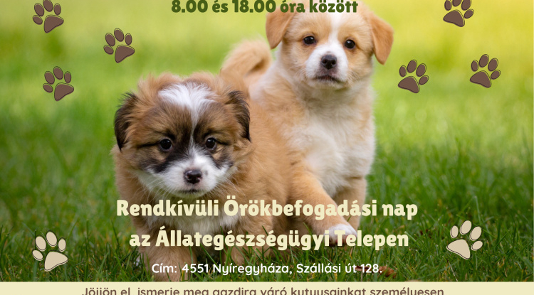 Rendkívüli örökbefogadási napot tartanak Nyíregyházán