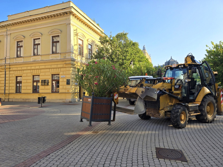 Visszatértek a leanderek és a pálmák Nyíregyháza köztereire